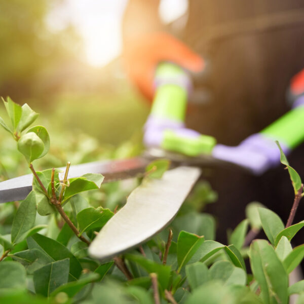 servicios generales jardineria luen