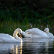 día mundial de la vida silvestre luen blog