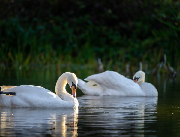 DÍA MUNDIAL DE LA VIDA SILVESTRE EN LUEN